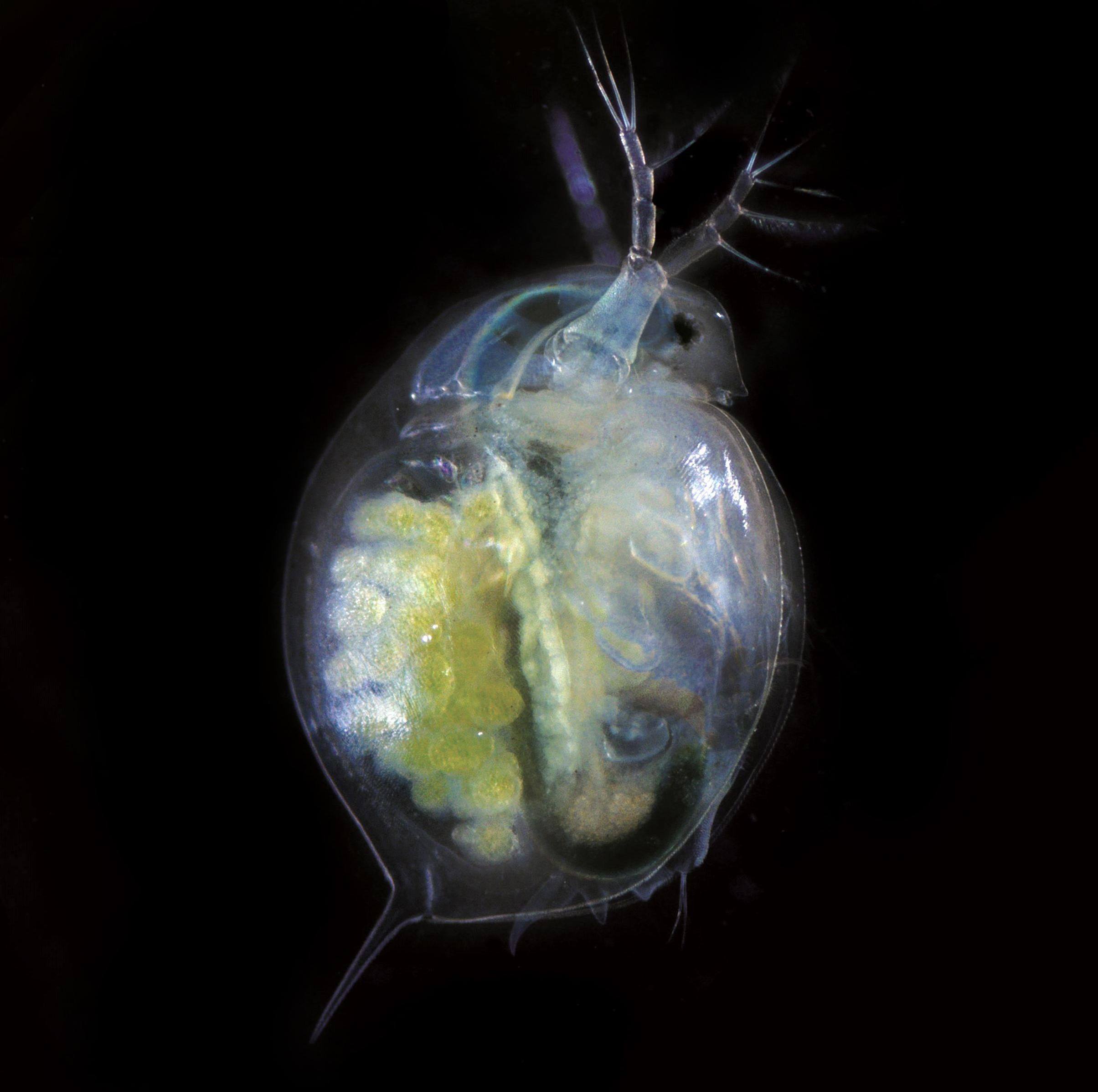 Mikroskopische Aufnahme eines Wasserflohs (Daphnia magna)