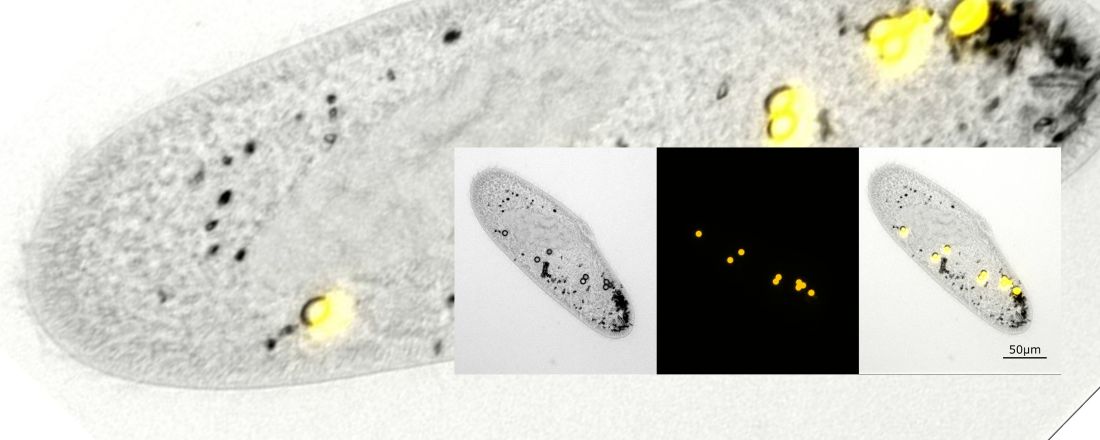 Slider Publication M. Schwarzer