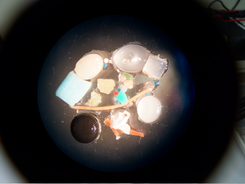 Mirkoplastik unter dem Mikroskop